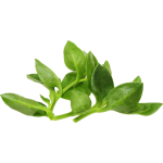 Andrographis Paniculata Extract Supplement Andrographis Paniculata Powder Andrographolide Powder 10% 98%