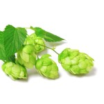 Humulus Lupulus Extract Flavones Wholesale Bulk Hops Extract Flavonoids Powder 4%