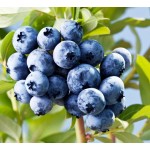 Fruit Extract Wild Blueberry Powder Blueberry Juice Powder Water Soluble Blueberry Fruit Powder