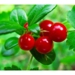 Factory Supply Good Quality Bulk Bearberry Leaf Extract Arbutin Powder Bearberry Leaf Extract Powder
