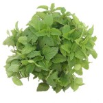 Lemon Balm Extract 5% Rosmarinic Acid Powder Natural Bulk Melissa Extract Powder