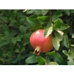 Factory Supply Wholesale Bulk Organic Certificated Pomegranate Juice Powder Organic Pomegranate Powder
