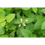 Lemon Balm Extract 5% Rosmarinic Acid Powder Natural Bulk Melissa Extract Powder