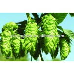 Xanthohumol Powder 3% 5% Hot Sales Hops Flowers Extract Humulus Lupulus Xanthohumol Extract