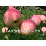 Apple Fiber Powder Food Grade Apple Pectin Powder