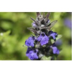 Good Quality Honghao Whole Buy Ajuga Turkestanica Extract Turkesterone 20%