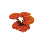 Honghao Reishi Extraction Machine Reishi Mushroom Extract