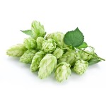 Xanthohumol Powder 3% 5% Hot Sales Hops Flowers Extract Humulus Lupulus Xanthohumol Extract