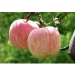 Natural Organic Apple Cider Vinegar Powder 10% Wholesale Apple Vinegar Powder Dry Apple Cider Vinegar Powder