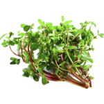 Bacopa Extract 10%- 50% Bacosides False Purslane Extract Wholesales Bacopa Monnieri Extract Powder