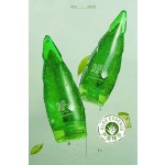 Lip Balm Factory - Organic Mint Lip Balm