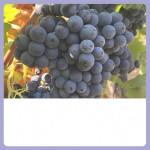 Mouth Spray Manufacturer - Portable Breath Freshener Spray