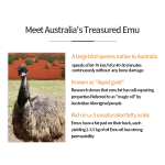 Emu Oil Factory - Wholesale Bulk Emu Oil Health Care Pain Management Products Chinese Plaster