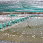 OXONE  Agent for Water Treatment in Swimming Vibrio Control