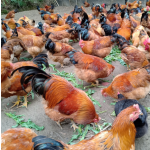 Functional Fermented Feed for Poultry 4% Add Prolong Egg Laying Period