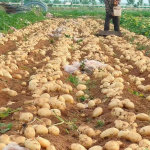 Soil Conditioner Polyglutamic Acid Bio Organic Fertilizer Soil Water Retaining Agent