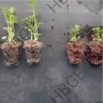 Vesicular Arbuscular Mycorrhizal Fungi Endo Glomus Powder Rhizophagus Irregularis Probiotics