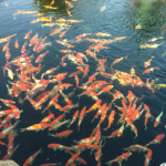 Microbial Agent for Purification of Water Quality and Aquatic Products