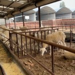 Saccharomyces Cerevisiae Feed Additive Aquaculture