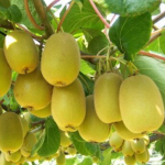 Medium and TE Water-soluble Fertilizer Ca Mg B Zn Fe Anti Cracking Fruit