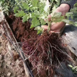Soil Conditioner Polyglutamic Acid Bio Organic Fertilizer Soil Water Retaining Agent