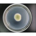 Aspergillus Oryzae