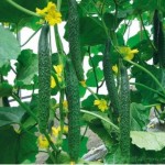 Liquid Urea Liquid Nitrogen Fertilizer NPK 422-0-0 Leaf Fertilizer
