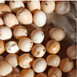 Functional Fermented Feed for Poultry 4% Add Prolong Egg Laying Period