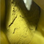Aspergillus Oryzae