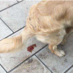Saccharomyces Boulardii   Pet Feed Additives Anti-diarrheal  Yeast