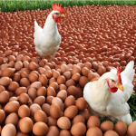 Laying Hens Feed Additive Lutein Probiotics  Curcuma Longa Improve Egg Production Rate
