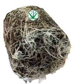 Vesicular Arbuscular Mycorrhizal Fungi Endo Glomus Powder Rhizophagus Irregularis Probiotics