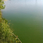 Microbial Agent for Purification of Water Quality and Aquatic Products