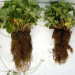 Vesicular Arbuscular Mycorrhizal Fungi Endo Glomus Powder Rhizophagus Irregularis Probiotics