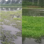 Bacillus Subtilis  Probiotics for Shrimp Reduce AO Nitrite-quick Cleaner in Aquaculture