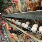Functional Fermented Feed for Poultry 4% Add Prolong Egg Laying Period