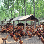 Chicken Feed  Poultry  Improve Egg Production Extend Egg Laying Period