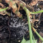5% NPK  Chicken Manure Organic Fertilizer Microbial Fertilizer Soil Conditioner