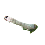 Biological Insecticide - Beauveria Bassiana