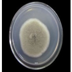 Nitrogen-fixing Bacteria Azotobacter Brown Biological  Fertilizer
