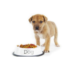 Clostridium Butyrate Intestinal Guard