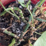 5% NPK  Chicken Manure Organic Fertilizer Microbial Fertilizer Soil Conditioner