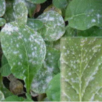 Bacillus Amyloliquefaciens  Biological Fertilizer