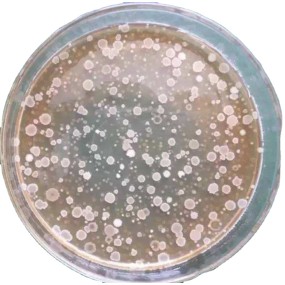 Bacillus Amyloliquefaciens  Biological Fertilizer