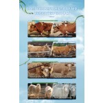 Ruminant Feed Additives Mixed with Corn Which Is Animal Health Products