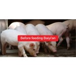 Lysine Feed Grade Additives Animal Feed Additives Mix Probiotic Feed Additives Pig Premix Inositol