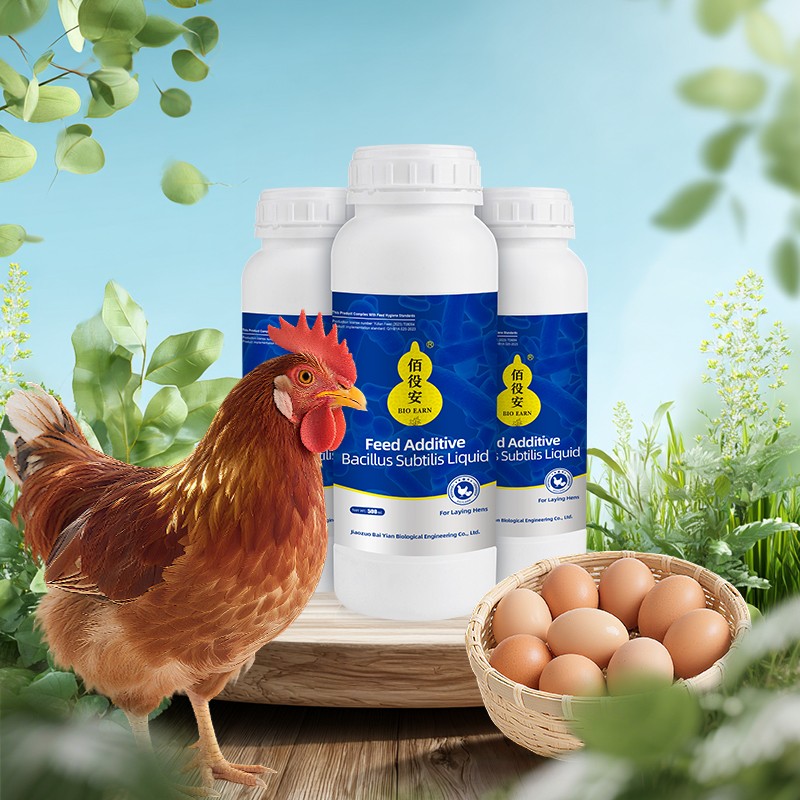 BioBestseller Liquid Bacillus Subtilis for Laying Hens Efficiently Boosts Egg Production-Feed Additives