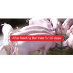 Sustainable Solution Feed Additive Probiotic for Swine for Feed Concantrated Solution Cfu Pig Quality Production Organic Acids