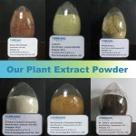 100% high quality pure and natural cinnamon bark powder