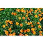 Food Supplement Marigold Flower Extract in Stock  Tagetes Erecta Extract  for Sell Lutein Powder with Free Samples